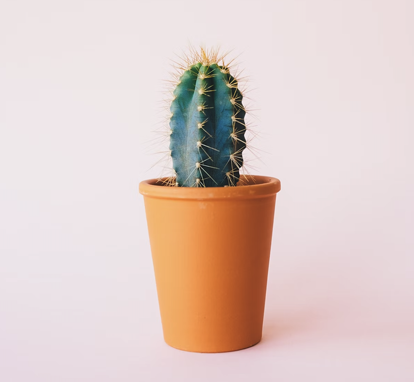 (muestra) Planta de interior